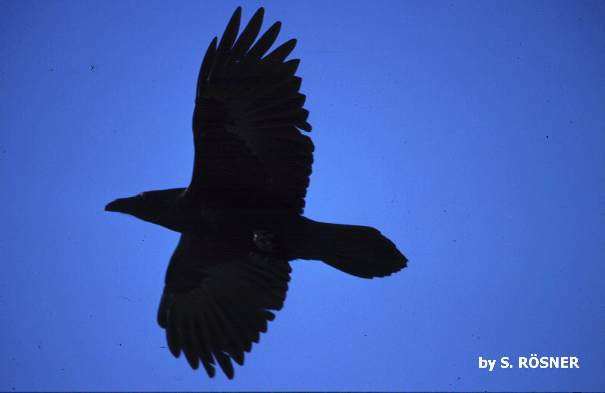 flugbild.gif (470511 Byte)