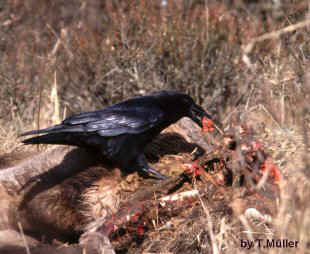 raven_T.Mller1999